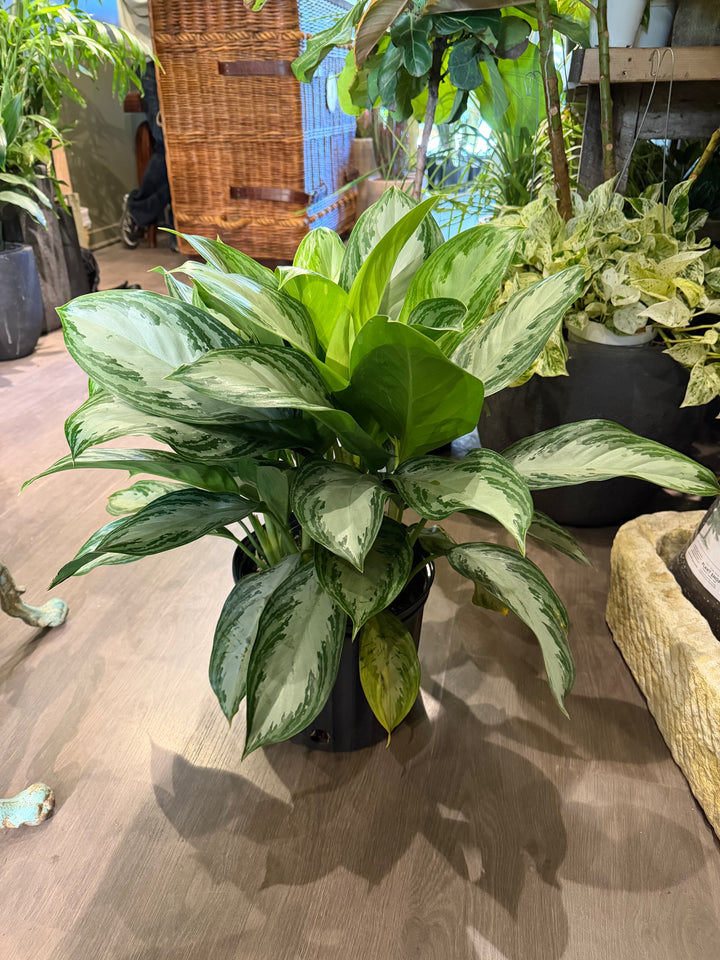 Aglaonema Silver Bay