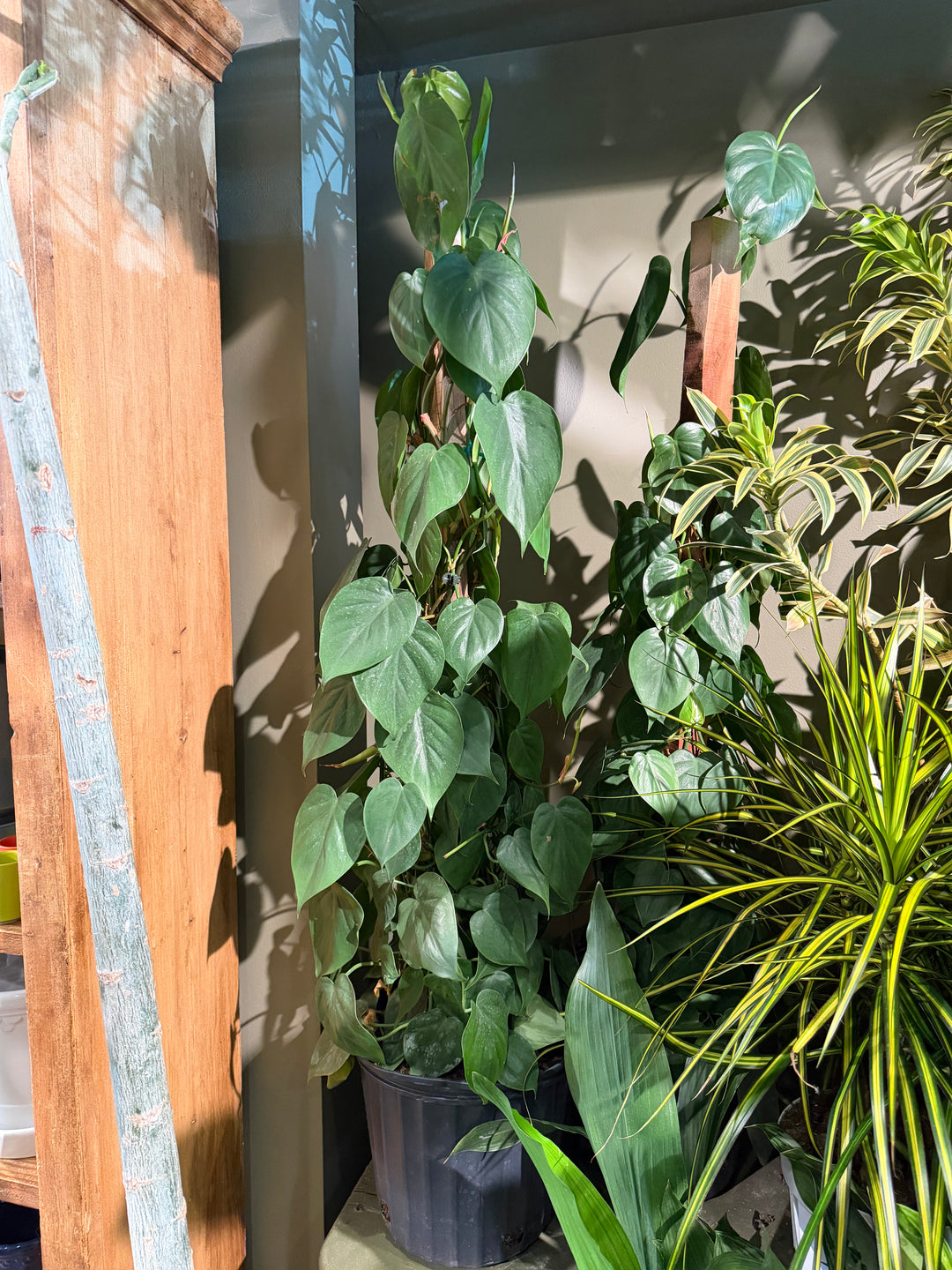 Philodendron Cordatum