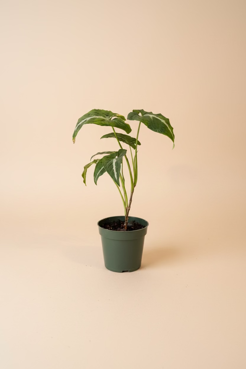 Syngonium Wendlandii