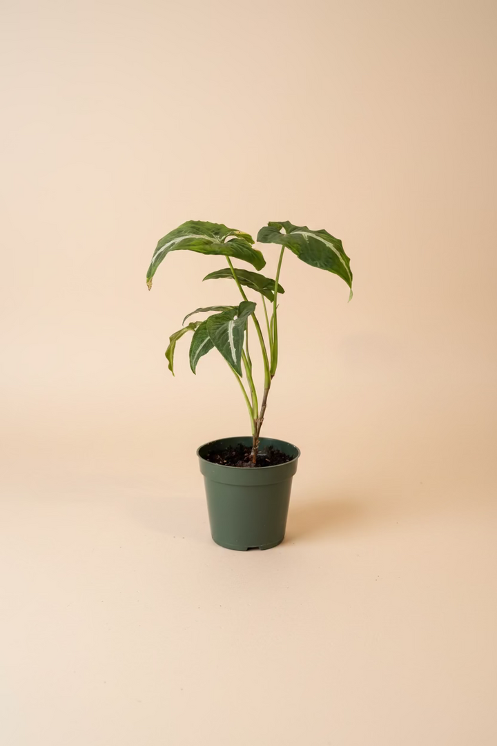 Syngonium Wendlandii