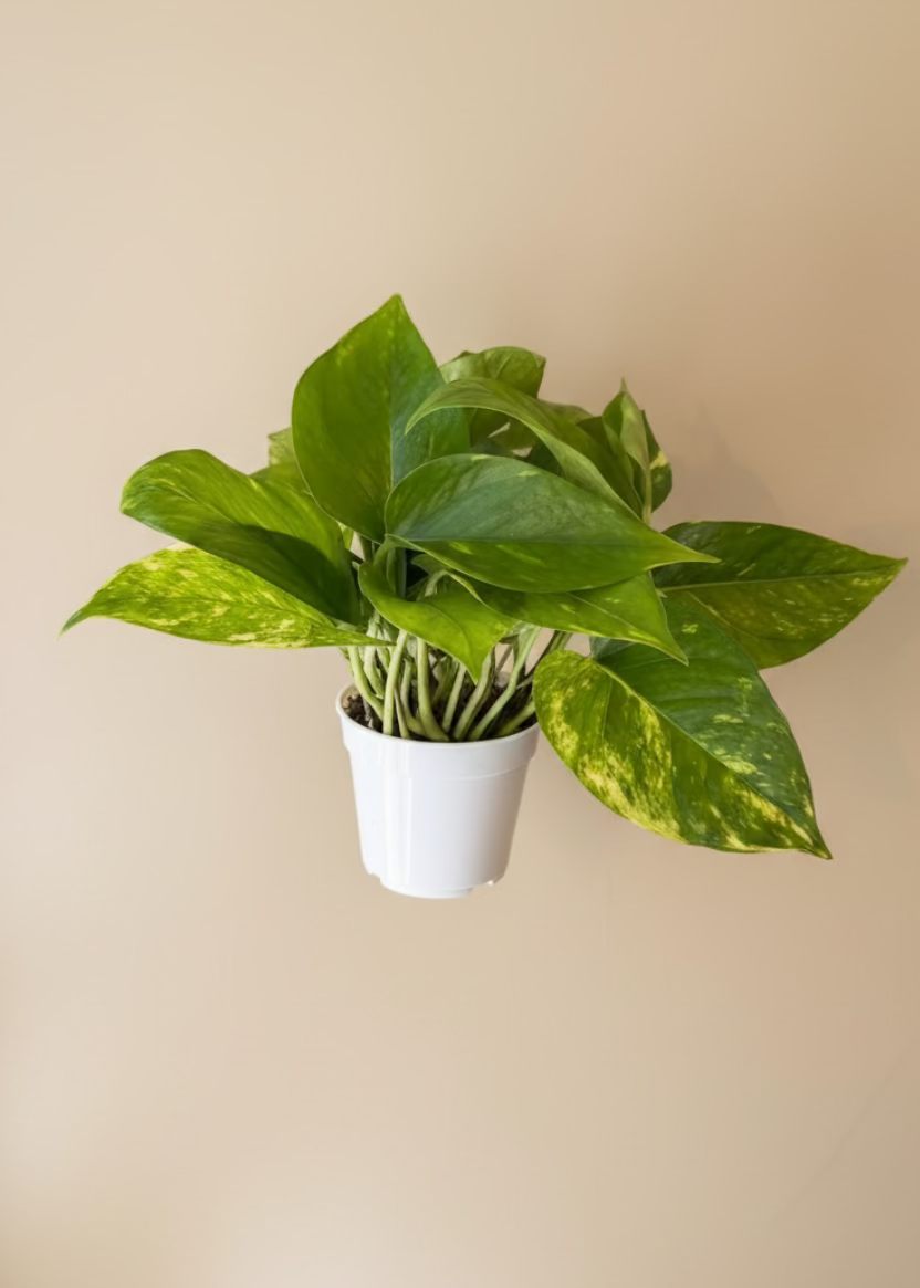 Golden Pothos