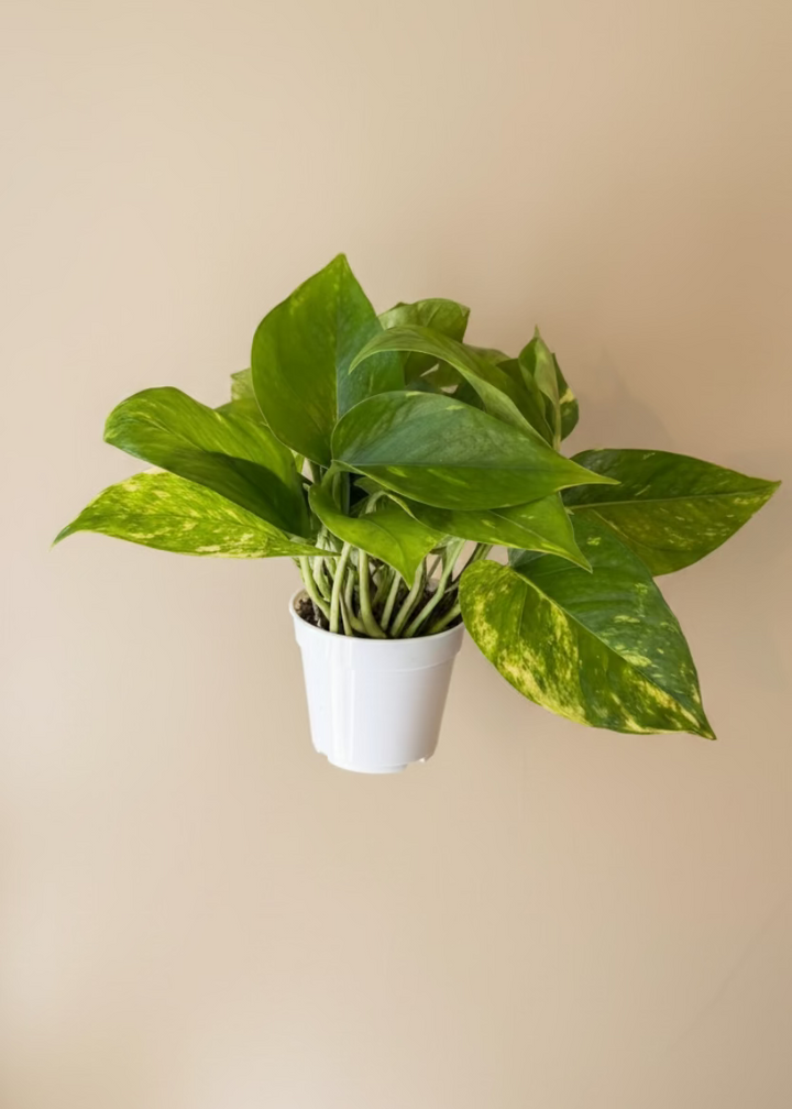 Golden Pothos