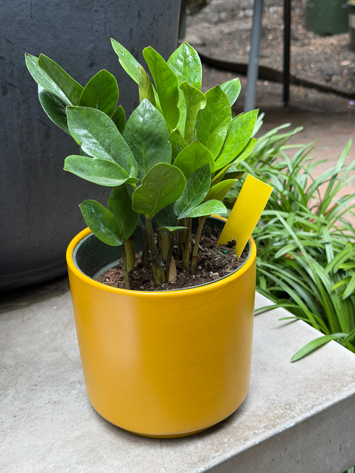 Sticky Traps for Plant Pests