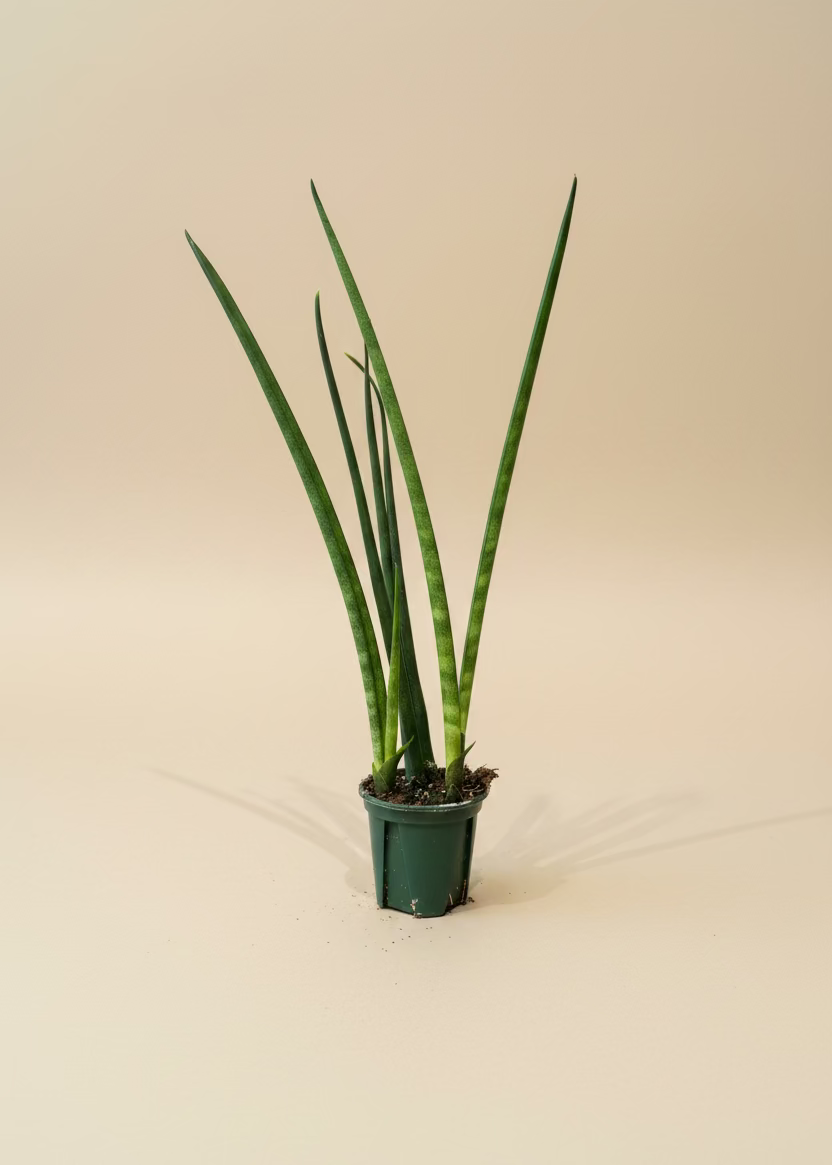 Snake Plant