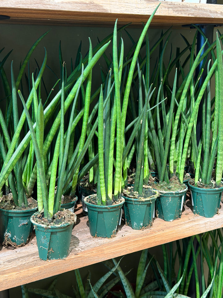 Snake Plant