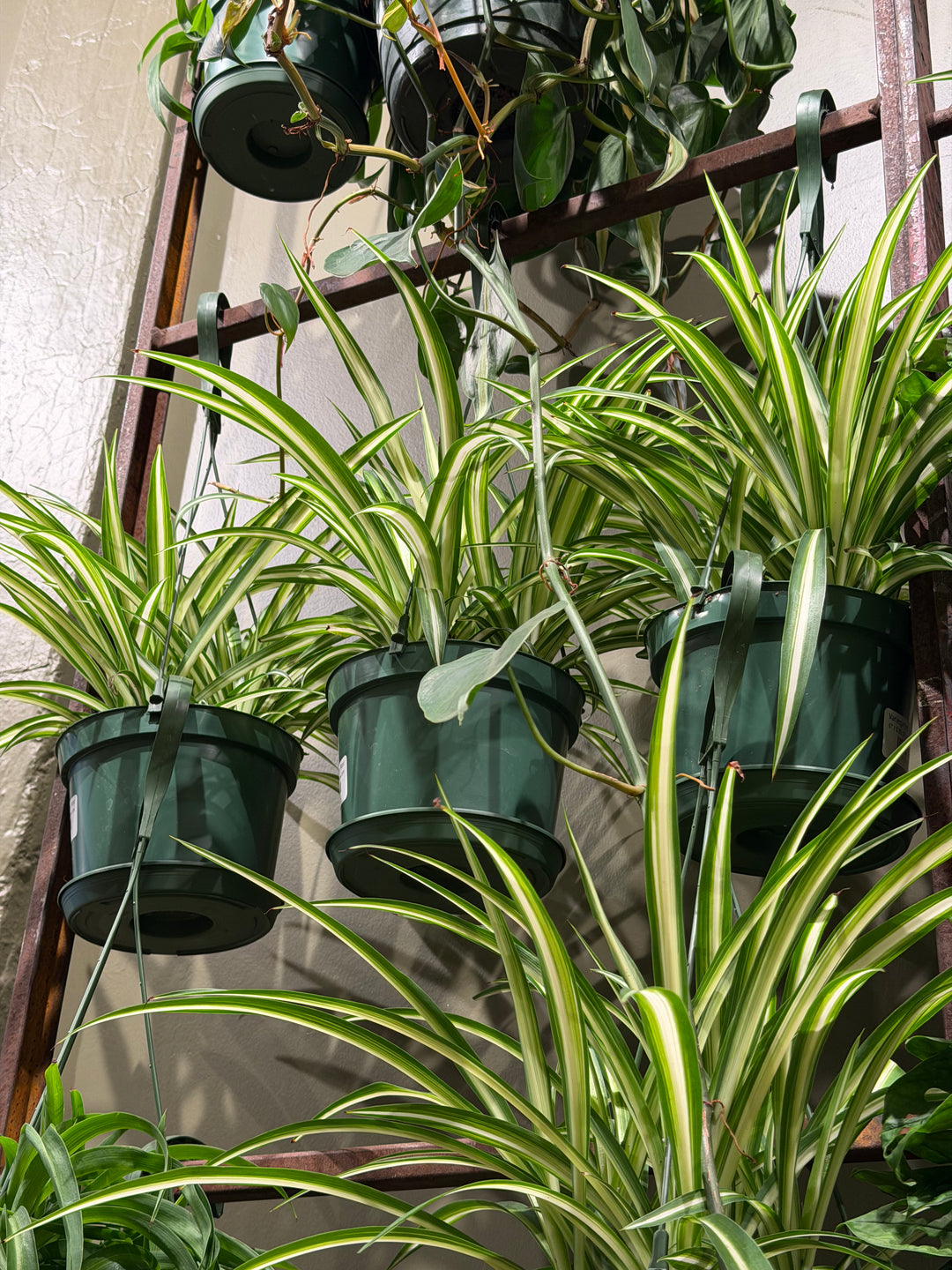 Variegated Spider Plant
