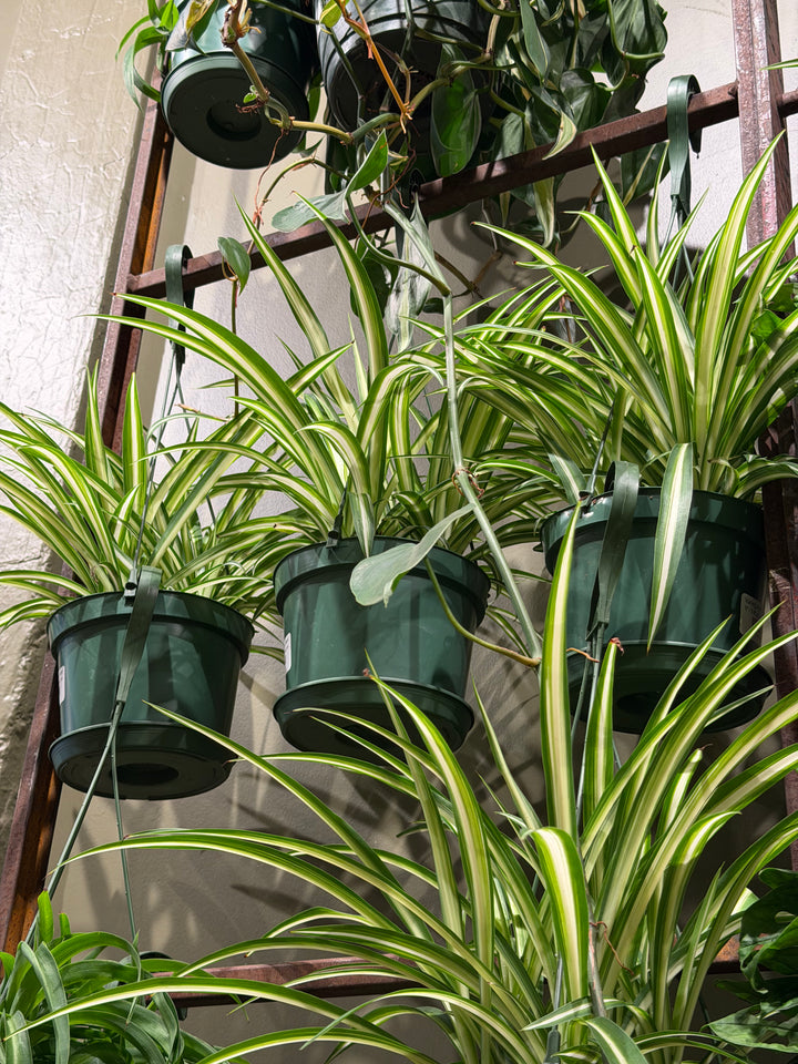 Variegated Spider Plant