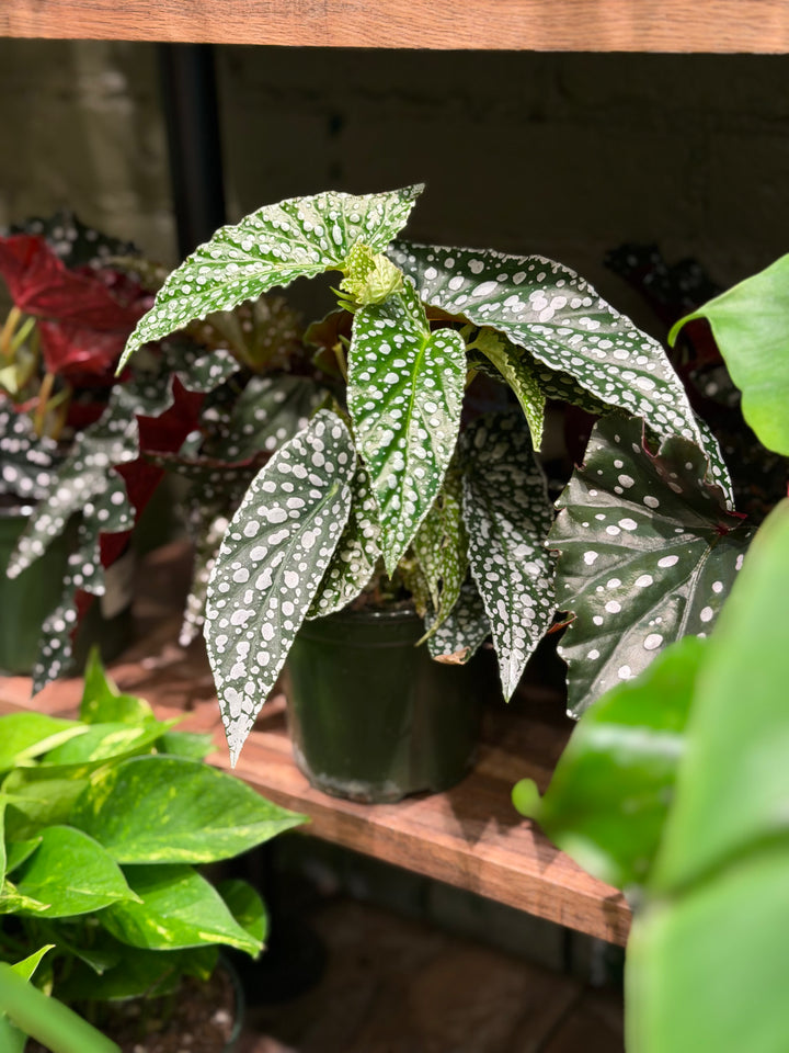 Polka Dot Begonia