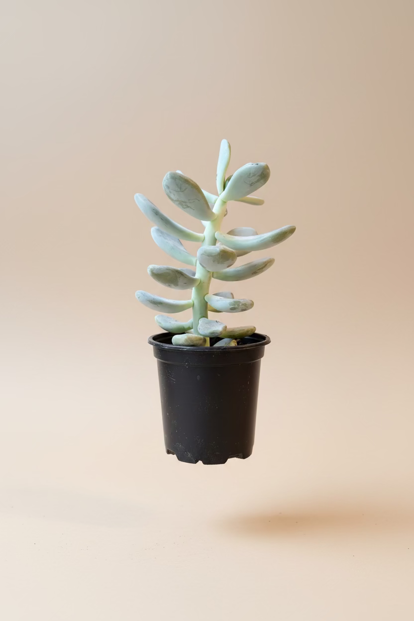Echeveria