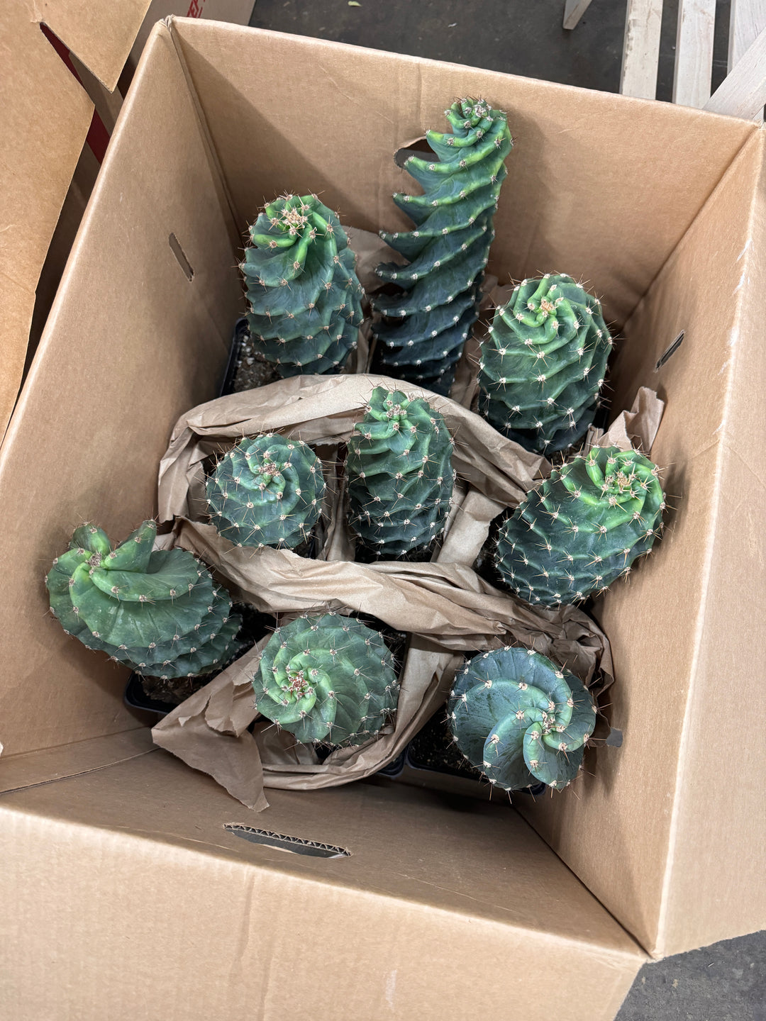 Spiral Cactus