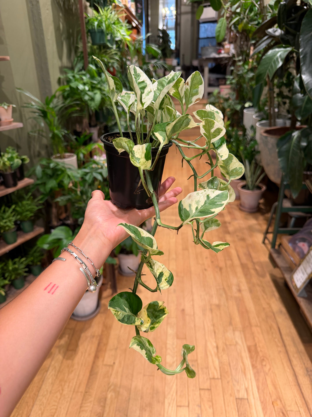 Pothos N Joy