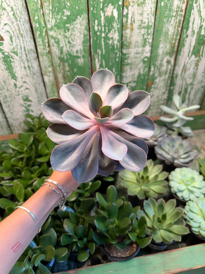 Echeveria