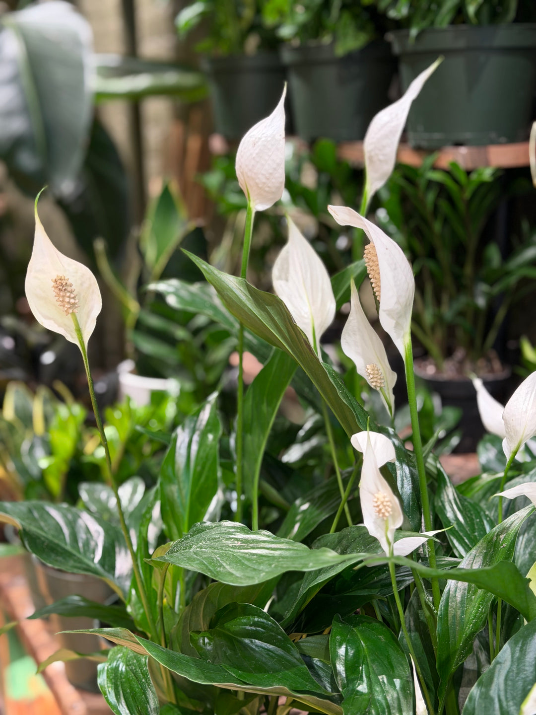 Peace Lily
