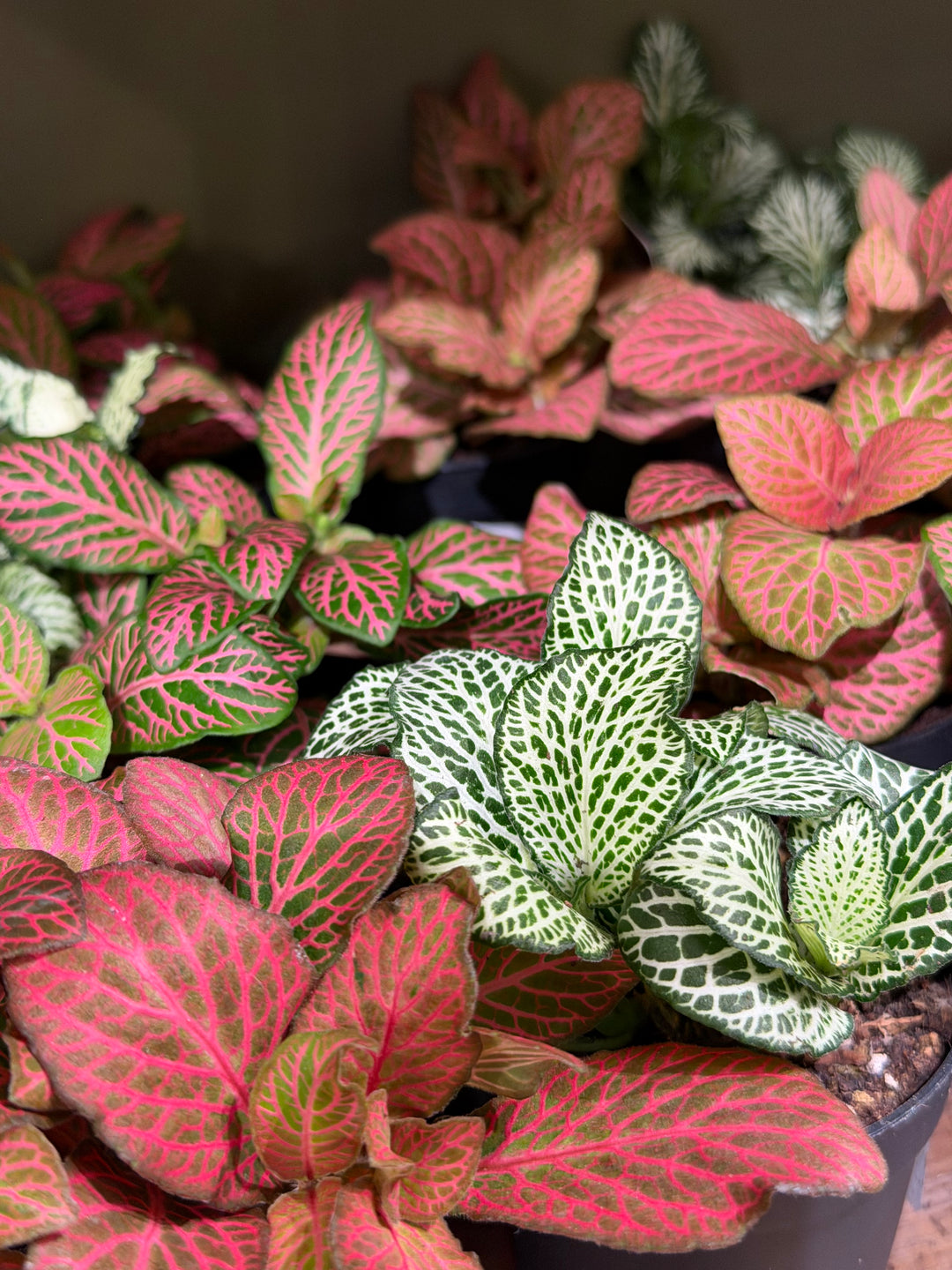 Fittonia