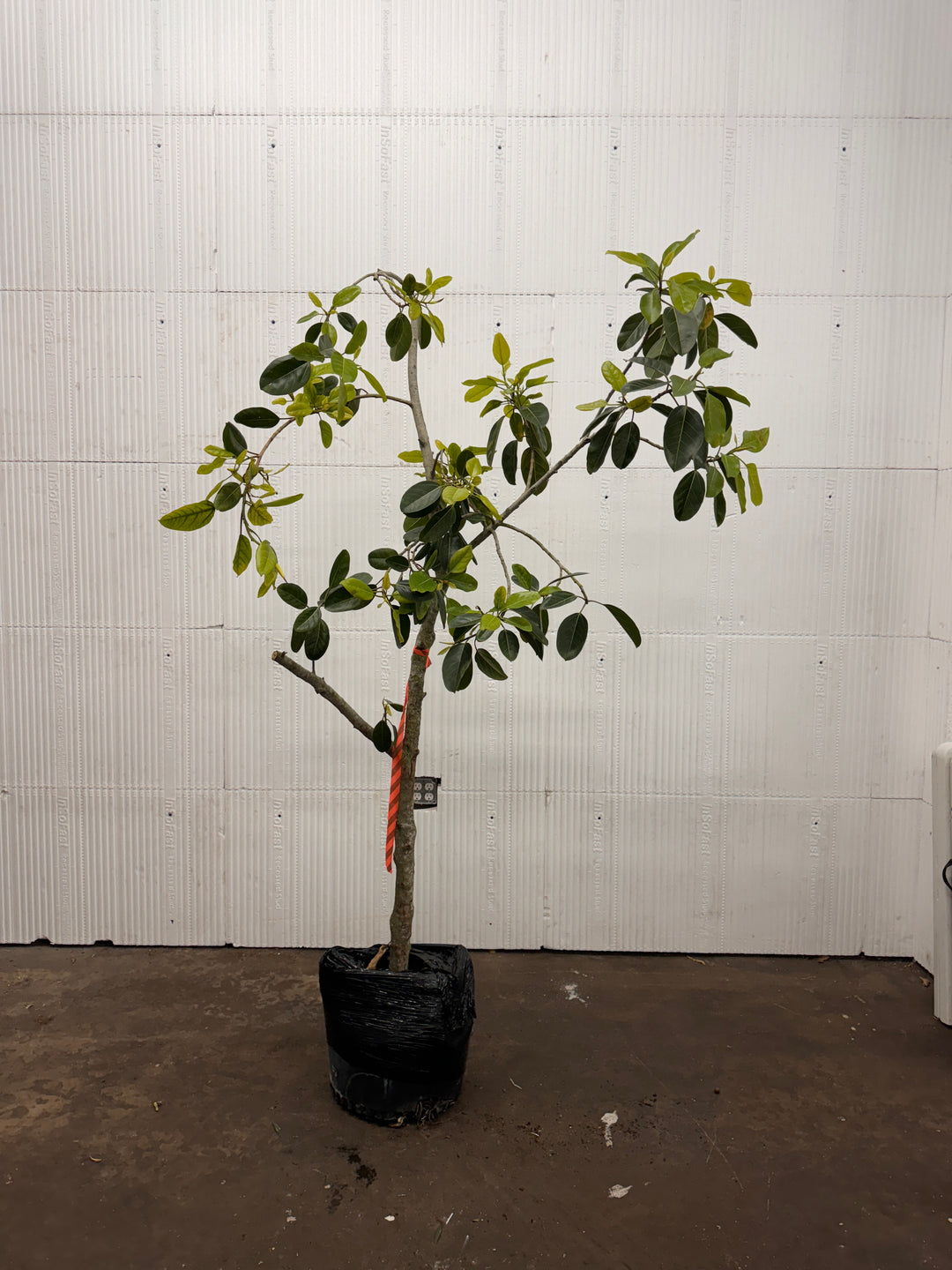 Ficus Audrey