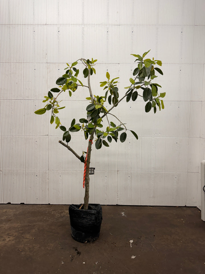 Ficus Audrey