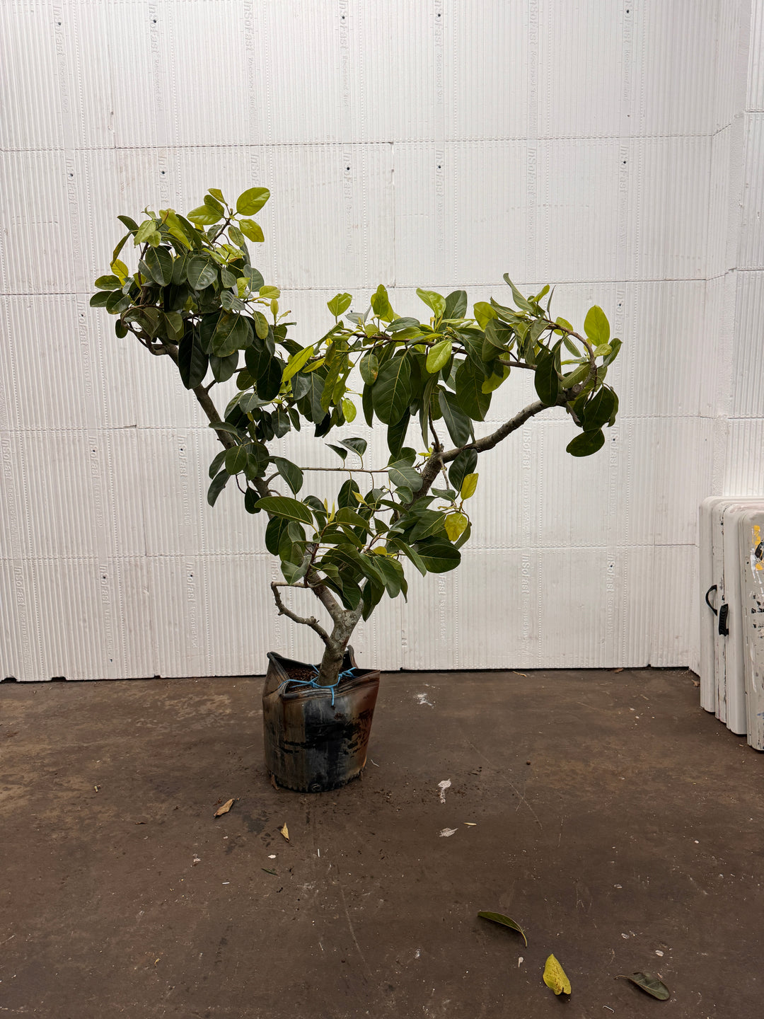 Ficus Audrey