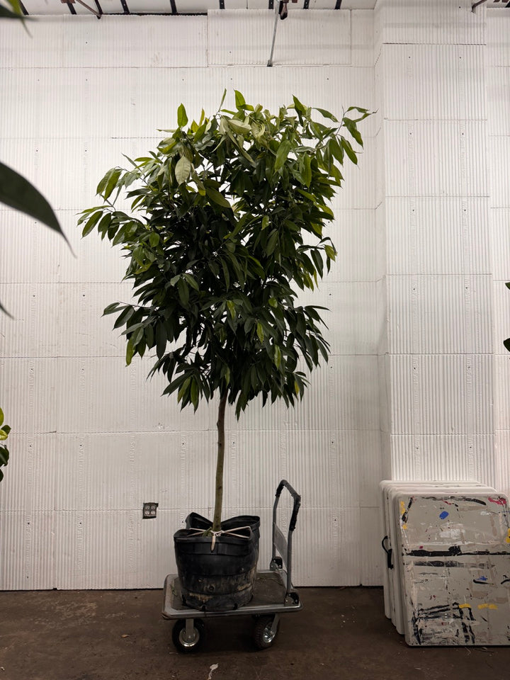 Ficus Amstel King