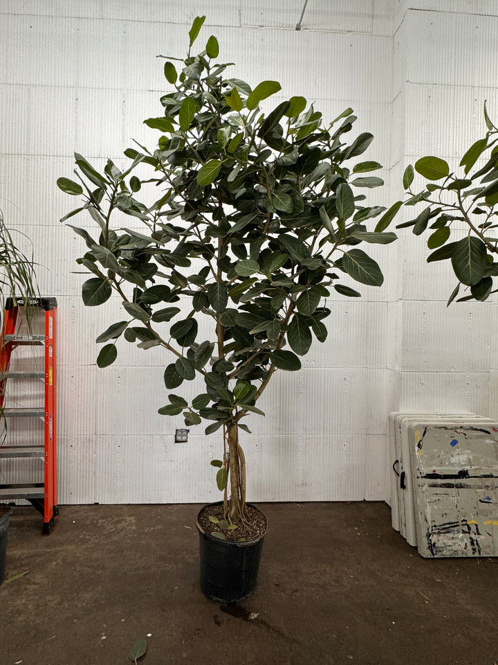 Ficus Audrey