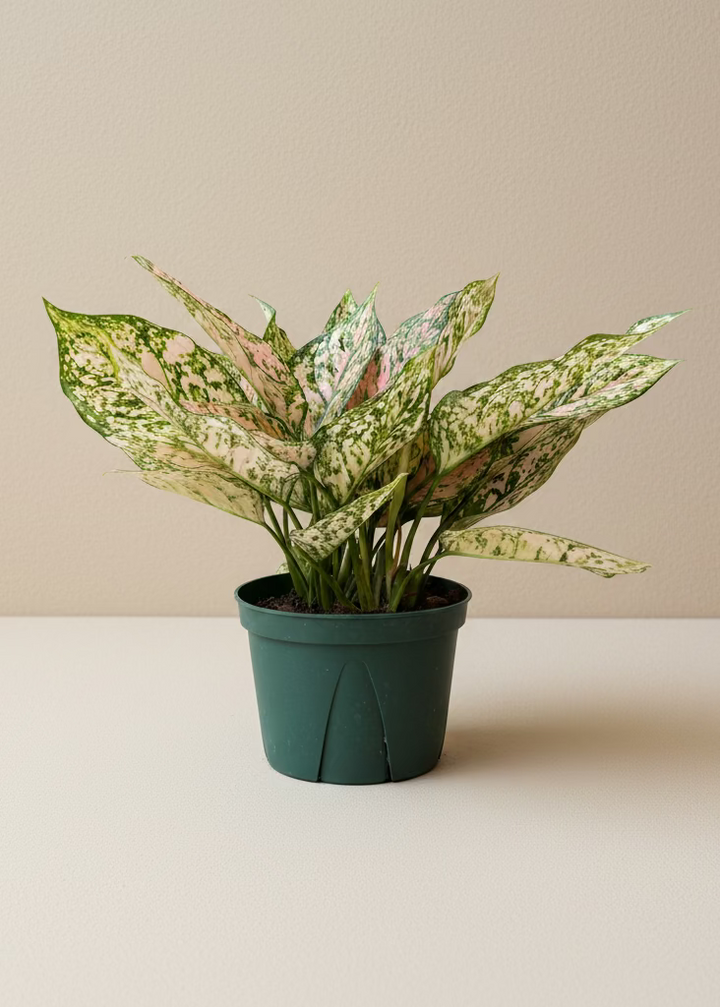 Aglaonema Pink Princess
