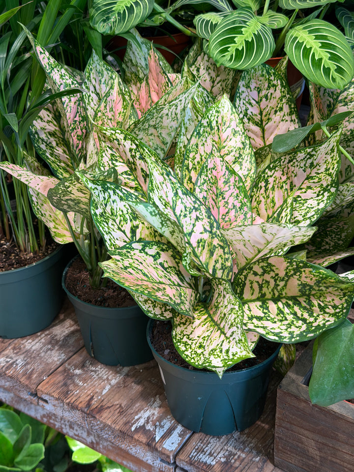 Aglaonema Pink Princess