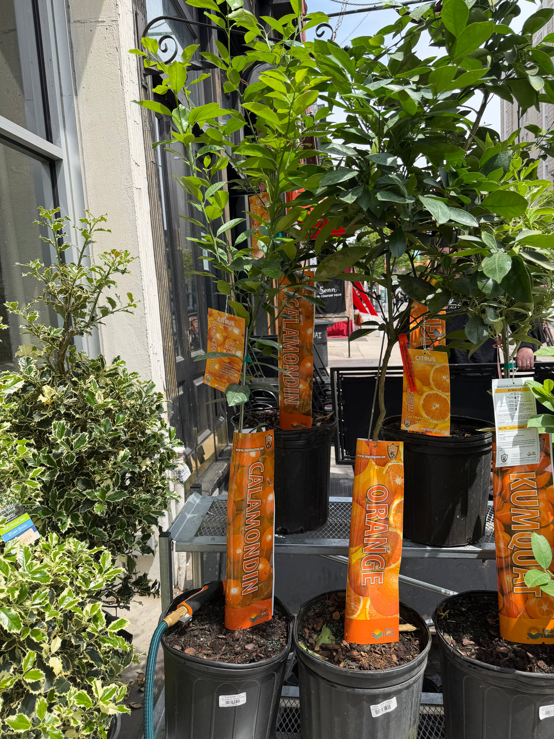 Calamondin Tree