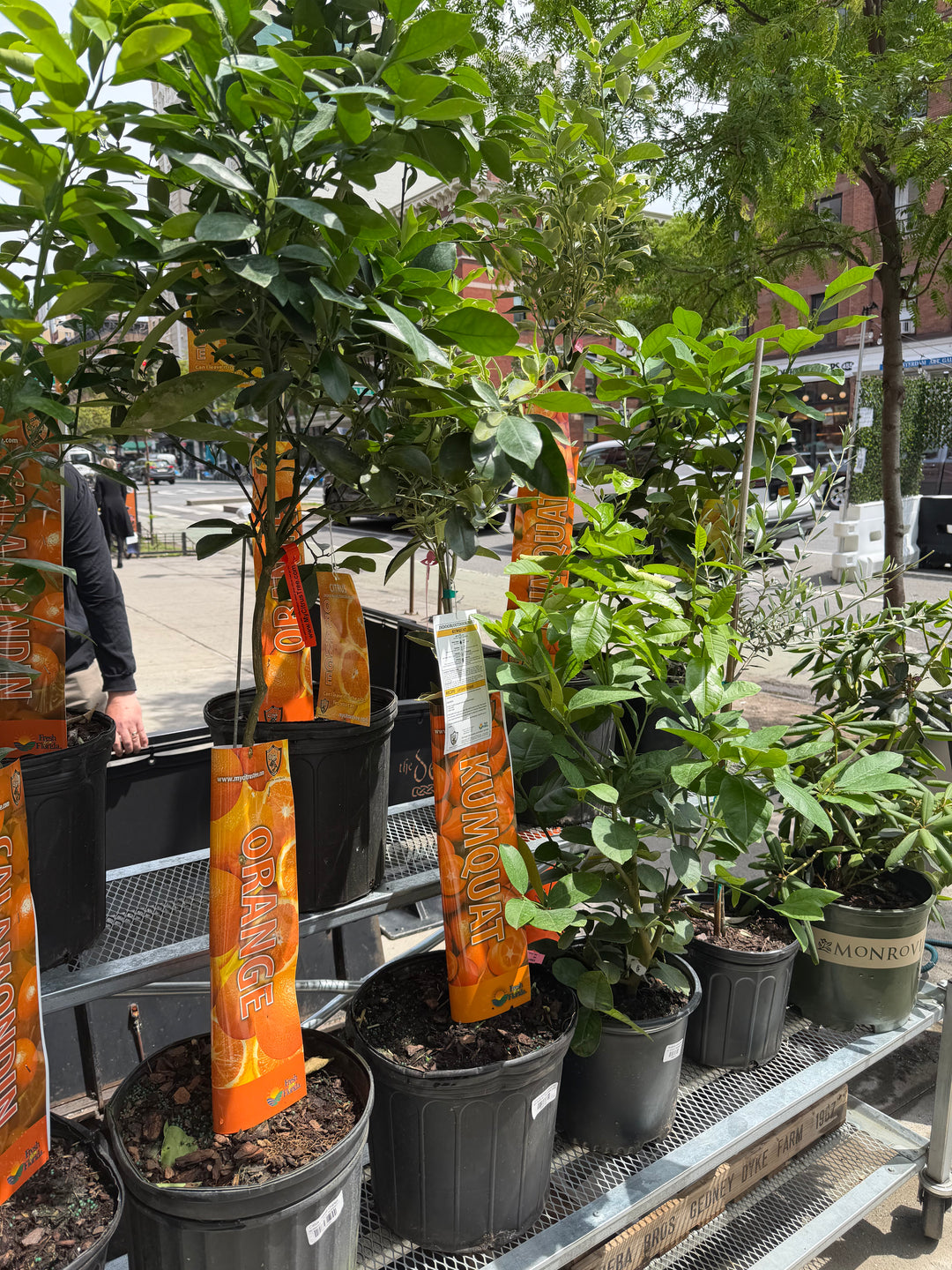 Centennial Variegated Kumquat Tree