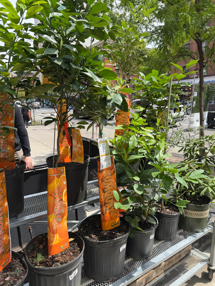 Centennial Variegated Kumquat Tree
