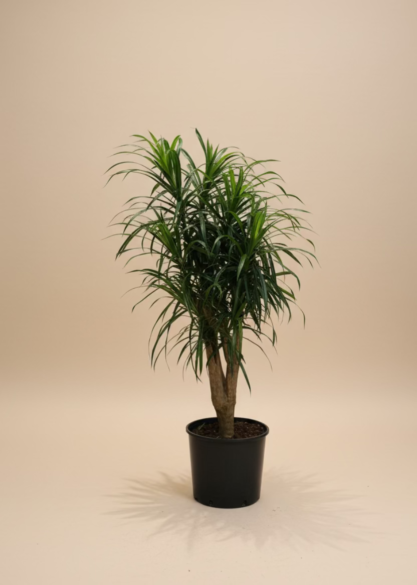 Dracaena 'Anita'