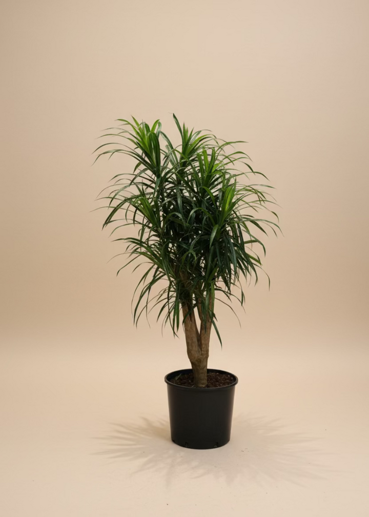 Dracaena 'Anita'