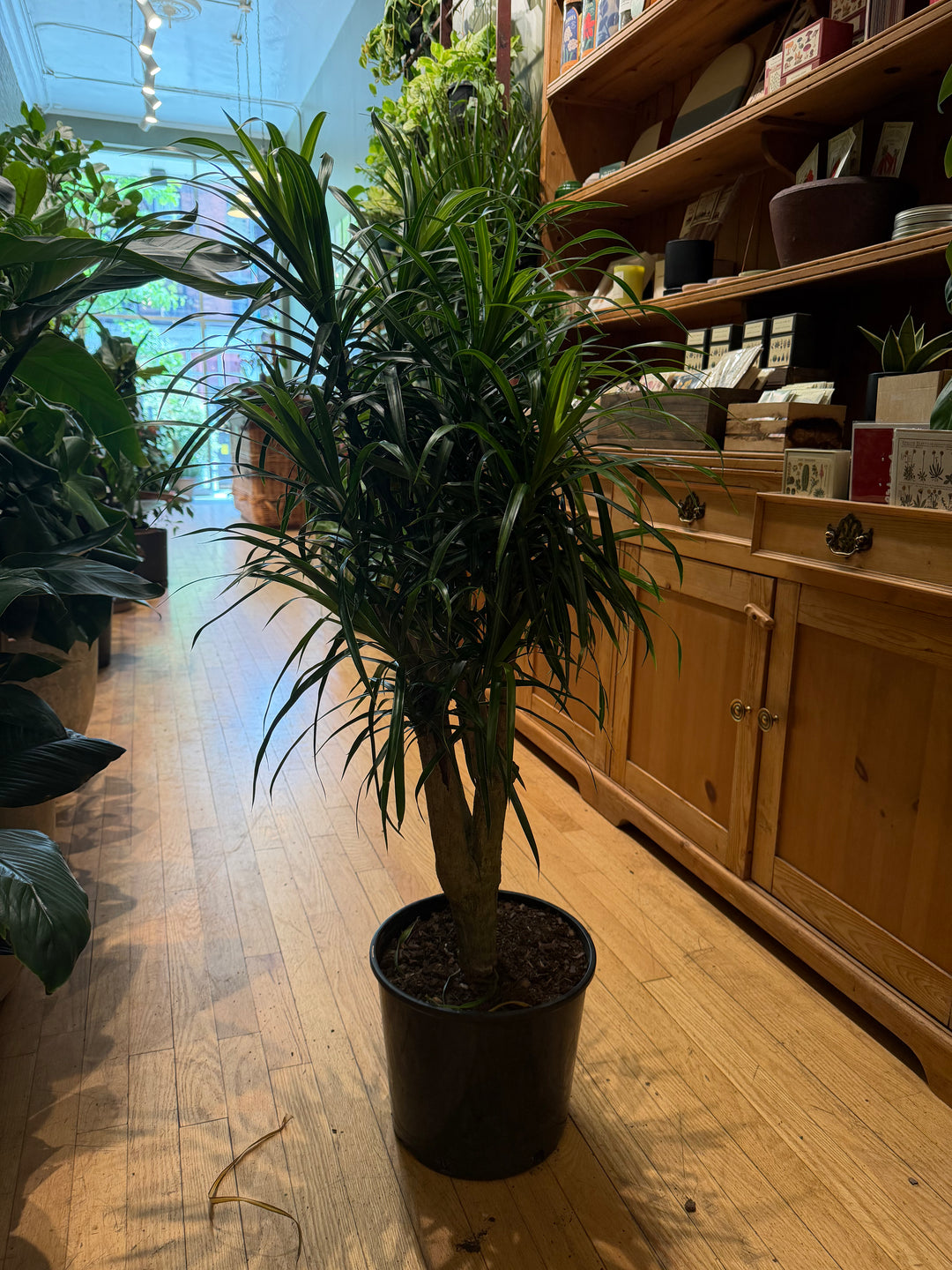 Dracaena 'Anita'