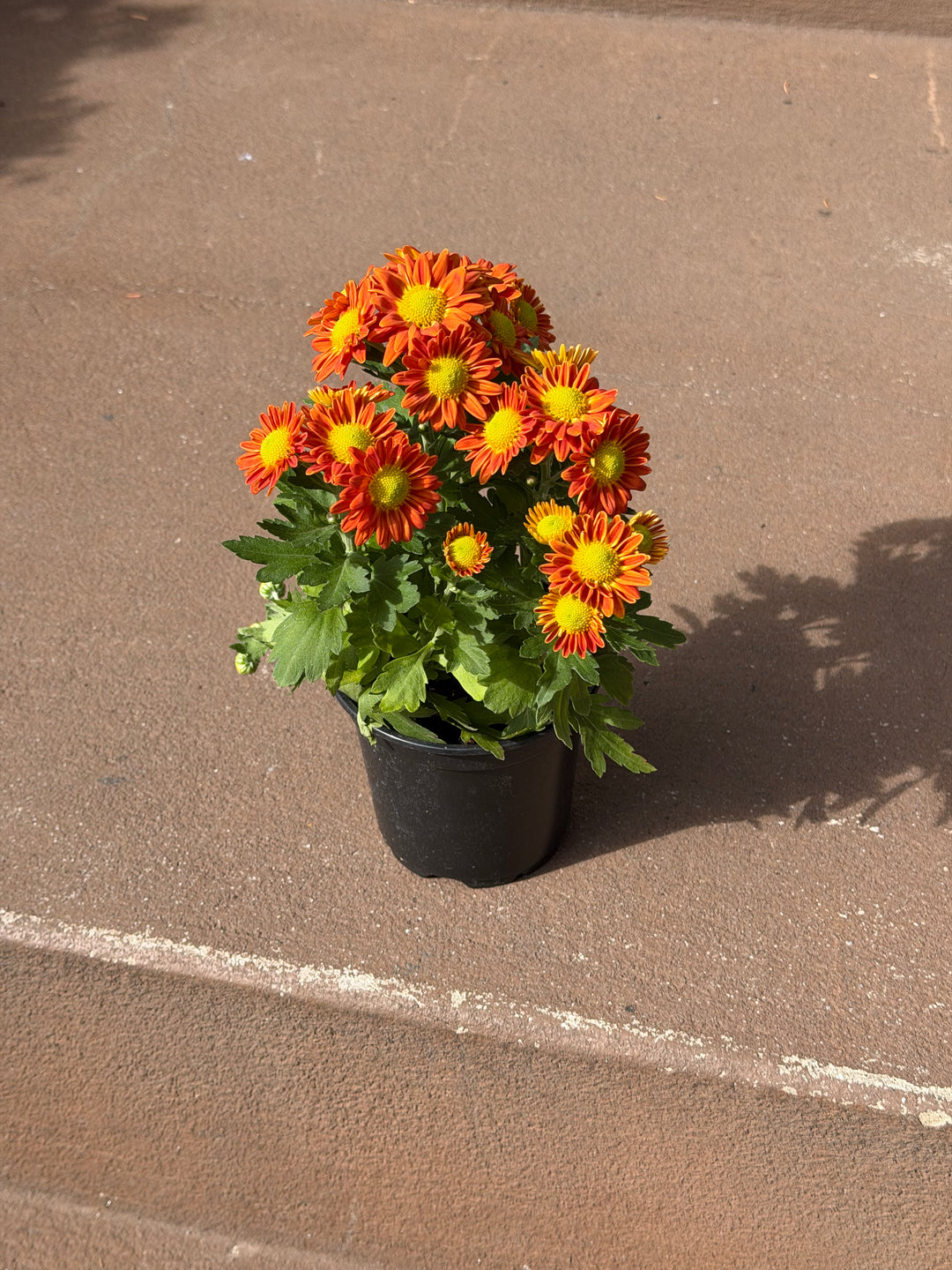 Garden Mum