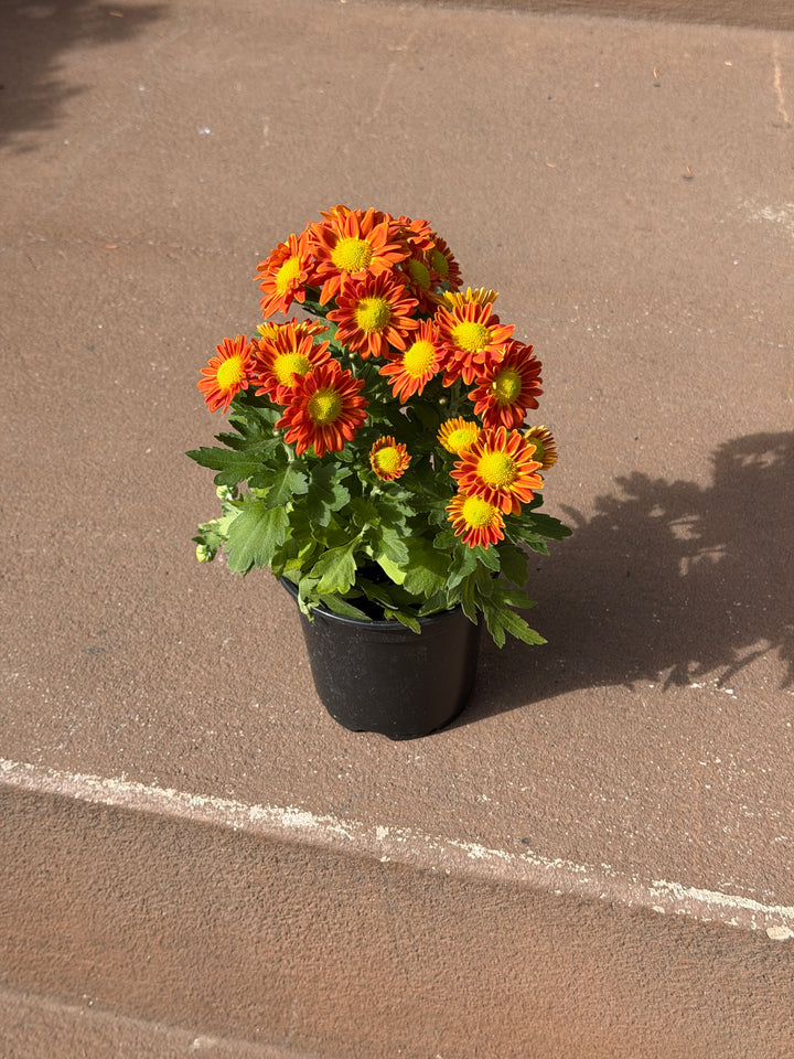 Garden Mum