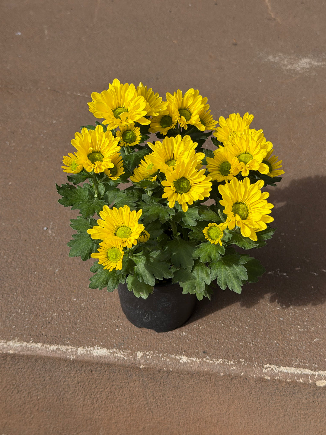 Garden Mum