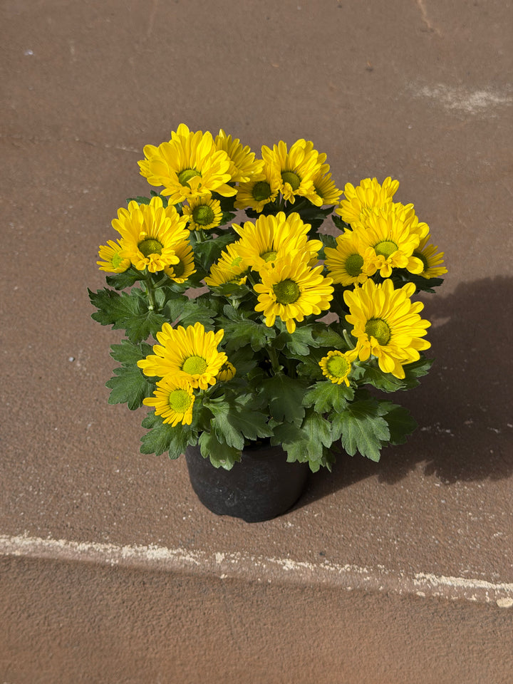 Garden Mum