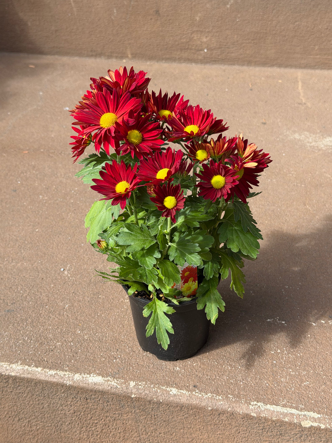 Garden Mum