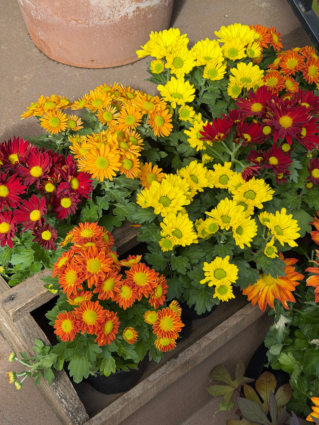 Garden Mum