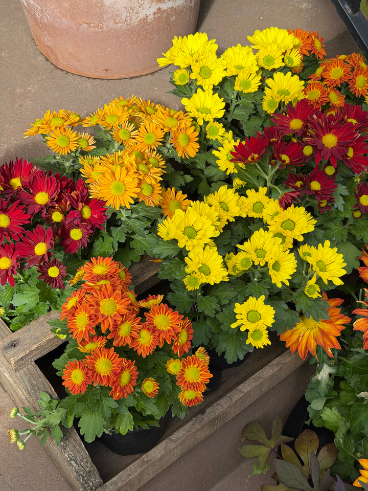 Garden Mum