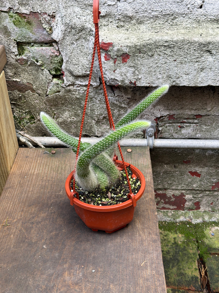 Monkey Tail Cactus