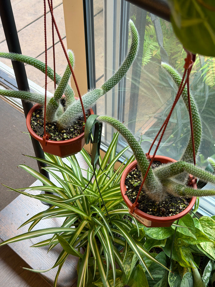 Monkey Tail Cactus