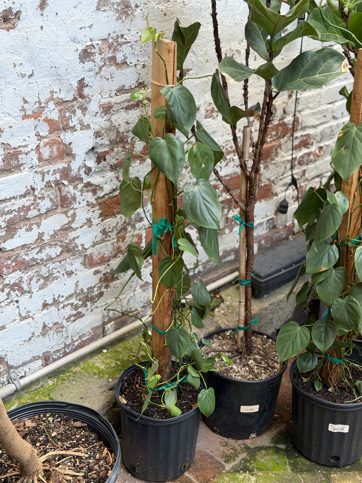 Philodendron Cordatum
