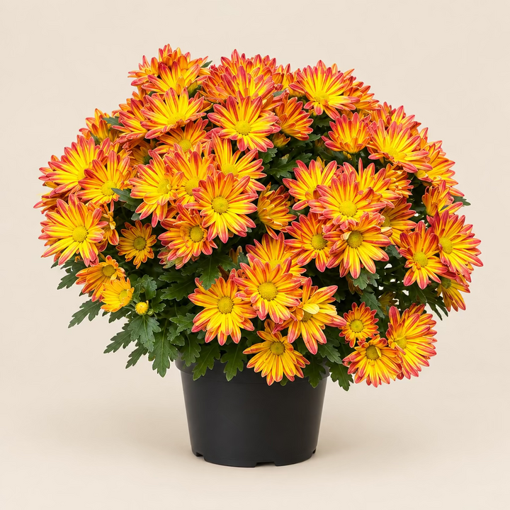 Daisy Mum