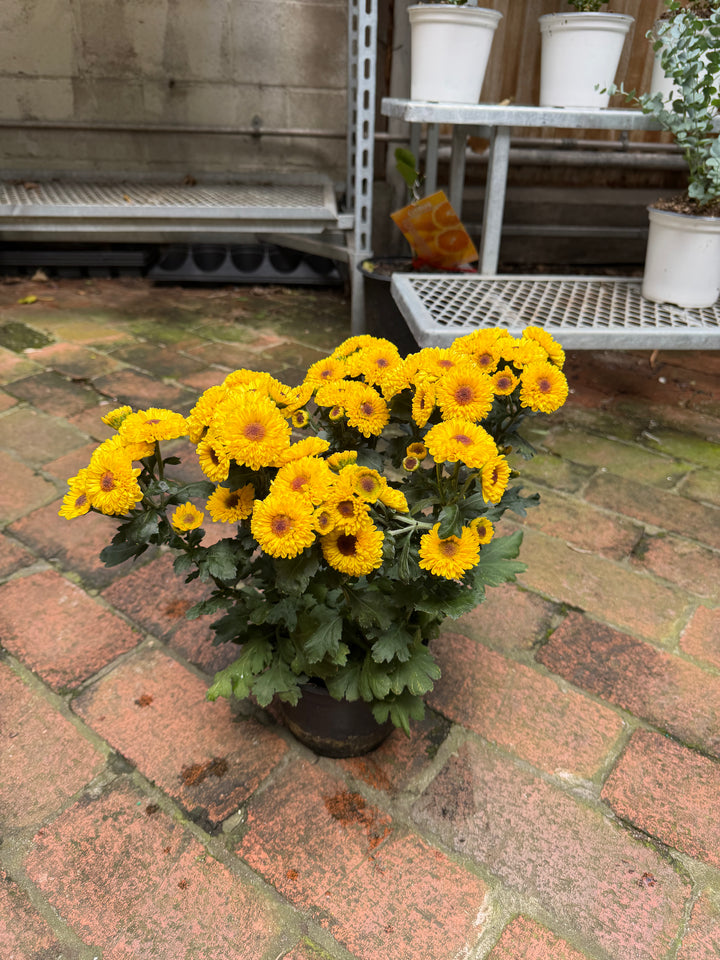 Garden Mum