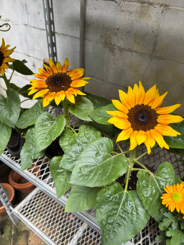 Sunflower