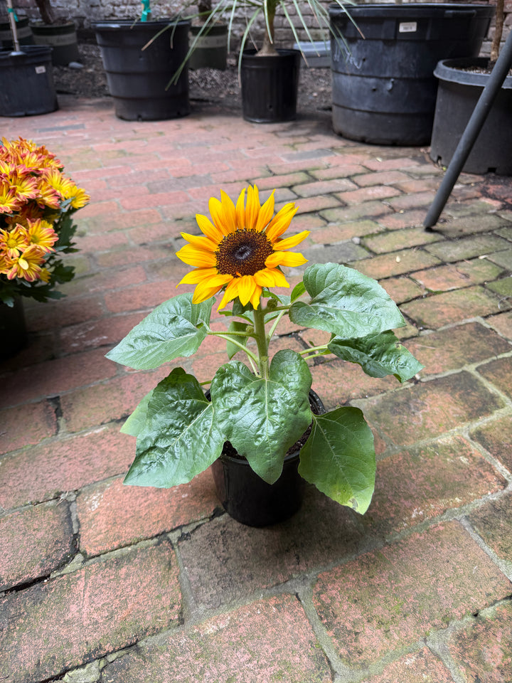 Sunflower