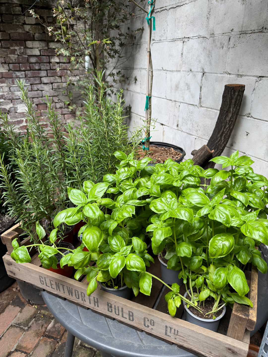 Herbs