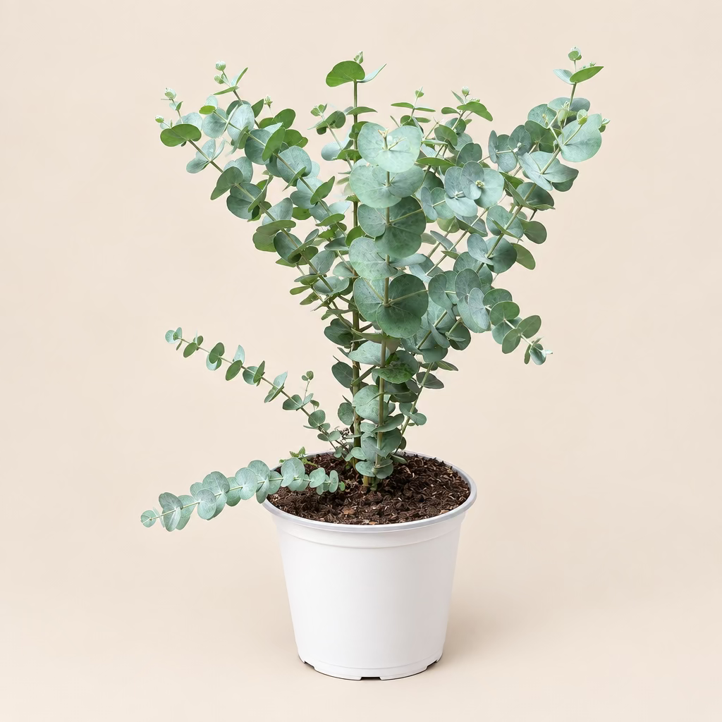 Eucalyptus