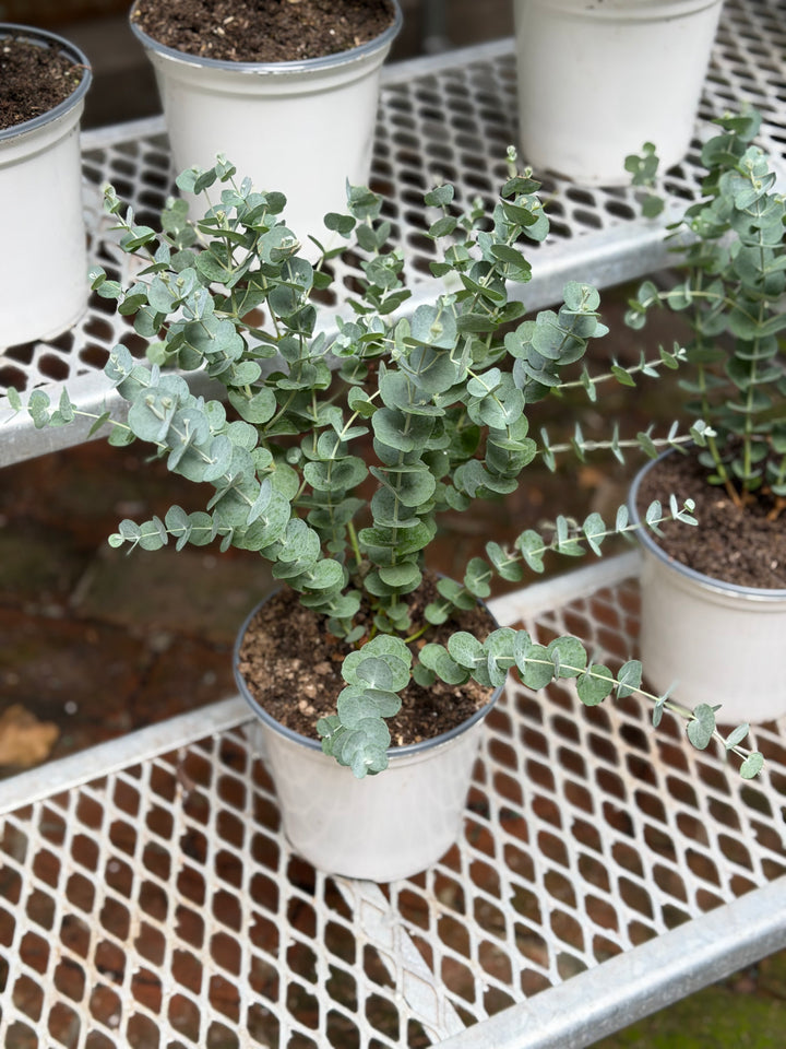 Eucalyptus