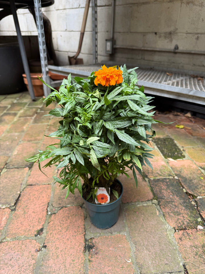 Marigold