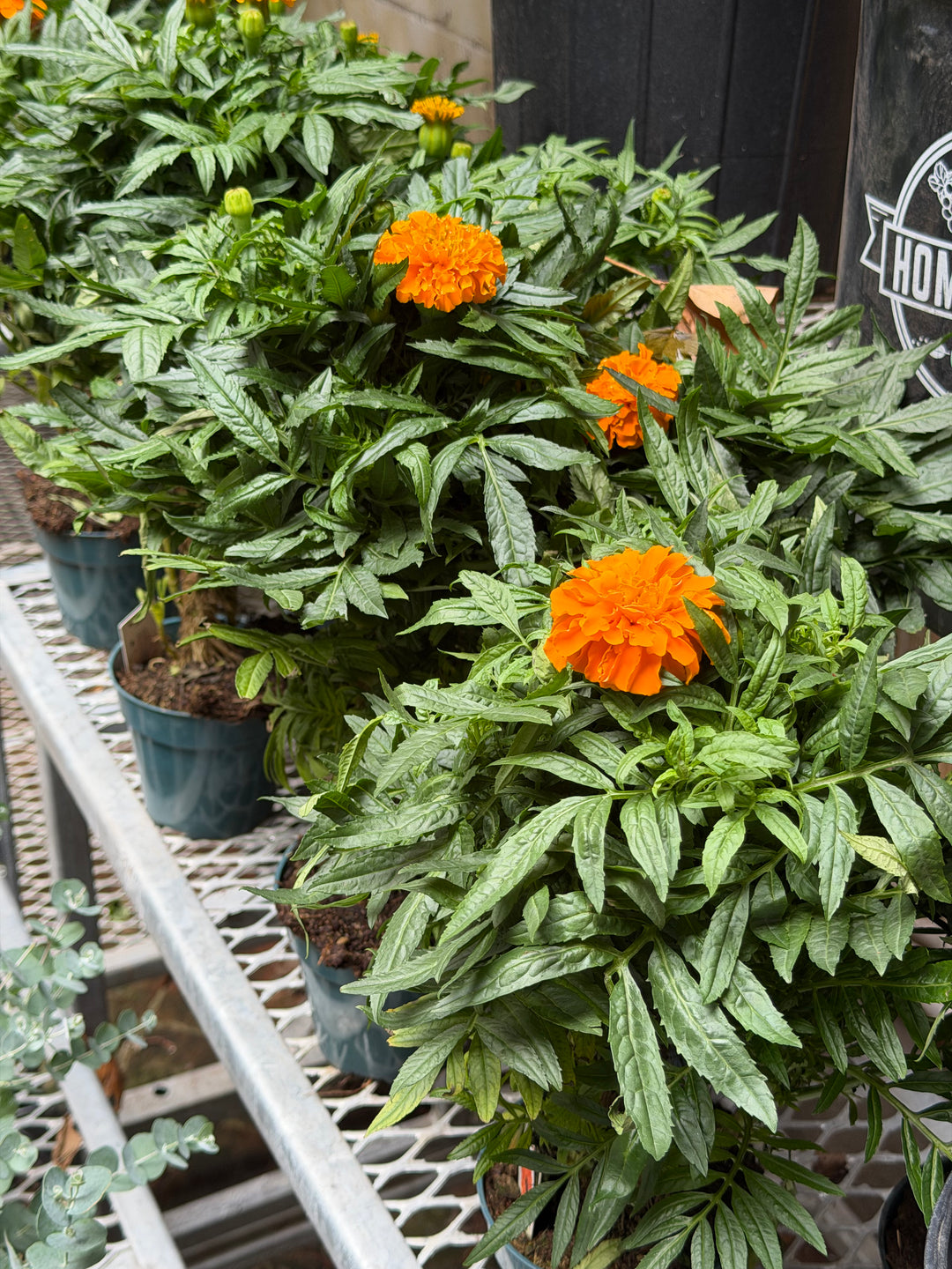 Marigold